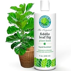 Fiddle leaf fig for sale  Delivered anywhere in USA 