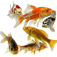 Toledo goldfish live for sale  Delivered anywhere in USA 