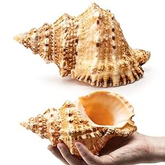 Giant natural conch for sale  Delivered anywhere in USA 