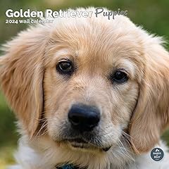 Golden retriever puppies for sale  Delivered anywhere in Ireland