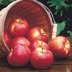 Gurney honeycrisp apple for sale  Delivered anywhere in USA 