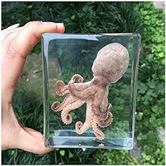 Octopus specimen squid for sale  Delivered anywhere in Ireland