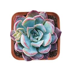 Live succulent echeveria for sale  Delivered anywhere in USA 