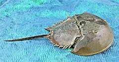 Real horseshoe crab for sale  Delivered anywhere in USA 