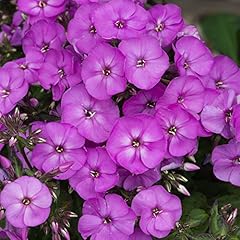 Phlox pow lavender for sale  Delivered anywhere in UK
