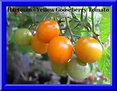 Hartman yellow gooseberry for sale  Delivered anywhere in USA 