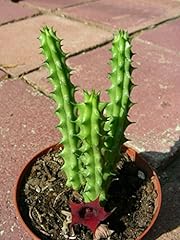 stapelia for sale  Delivered anywhere in USA 