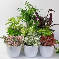 House plants indoor for sale  Delivered anywhere in UK