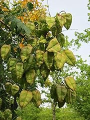 Koelreuteria paniculata pianta usato  Spedito ovunque in Italia 