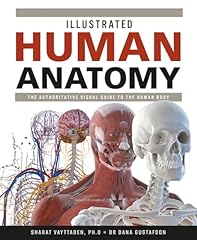 Illustrated human anatomy for sale  Delivered anywhere in USA 