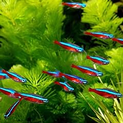 Cardinal tetra live for sale  Delivered anywhere in USA 