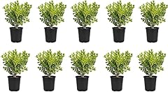 Japanese boxwood live for sale  Delivered anywhere in USA 