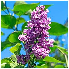 Charles joly syringa for sale  Delivered anywhere in UK