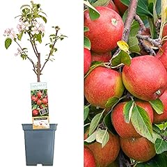 Patio fruit tree for sale  Delivered anywhere in UK