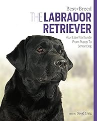 Labrador retriever best for sale  Delivered anywhere in UK