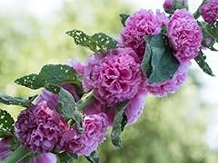 110 seeds hollyhock for sale  Delivered anywhere in UK