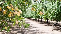 Almond tree seeds for sale  Delivered anywhere in USA 