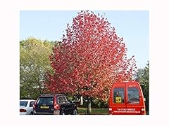 Sweet gum tree for sale  Delivered anywhere in UK