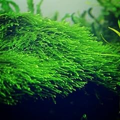 Marcus fish tanks for sale  Delivered anywhere in USA 