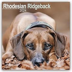 Rhodesian ridgeback calendar for sale  Delivered anywhere in UK