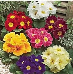 Primrose auricula 150 for sale  Delivered anywhere in UK