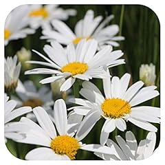 Leucanthemum snow lady for sale  Delivered anywhere in UK