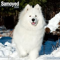 Samoyed calendar 2024 for sale  Delivered anywhere in Ireland