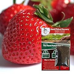Seascape everbearing strawberr for sale  Delivered anywhere in USA 