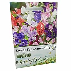 Sweet pea mammoth for sale  Delivered anywhere in UK