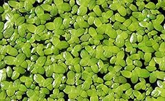 200 live duckweed for sale  Delivered anywhere in USA 