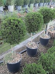 Agrifoglio giapponese ilex usato  Spedito ovunque in Italia 