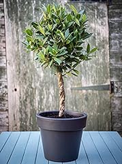 Bay tree topiary for sale  Delivered anywhere in Ireland