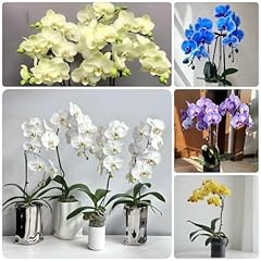 600 orchidee piante usato  Spedito ovunque in Italia 