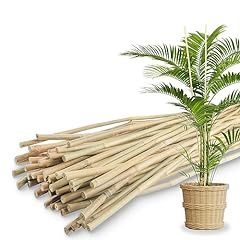 50pcs bamboo plant for sale  Delivered anywhere in USA 