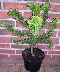 Araucaria araucana höhe gebraucht kaufen  Wird an jeden Ort in Deutschland