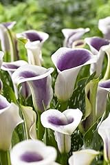 Calla lily bulb for sale  Delivered anywhere in USA 