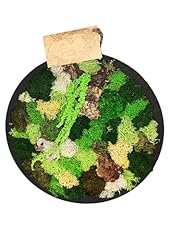 Quadro tondo verde usato  Spedito ovunque in Italia 