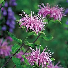 Bergamote sauvage monarda d'occasion  Livré partout en France