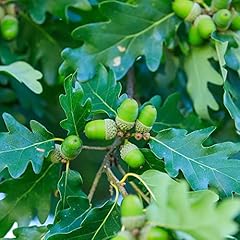 English oak tree for sale  Delivered anywhere in UK