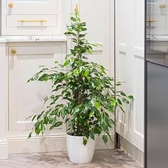 Yougarden weeping fig for sale  Delivered anywhere in UK