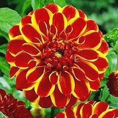 Dahlia bulbs strong for sale  Delivered anywhere in Ireland