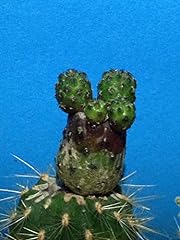 Portal Cool Sulcorebutia Rauschii Violadermis (innestato) - Rare cactus Succulente Bonsa usato  Spedito ovunque in Italia 