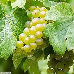 Grape vitis bianca for sale  Delivered anywhere in UK