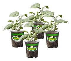 Bonnie plants garden for sale  Delivered anywhere in USA 