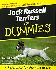 Jack russell terriers d'occasion  Livré partout en Belgiqu
