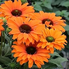 Echinacea sunseekers mineola for sale  Delivered anywhere in UK
