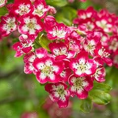 Crataegus laevigata crimson for sale  Delivered anywhere in UK