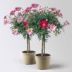 Margerite rot stamm gebraucht kaufen  Wird an jeden Ort in Deutschland