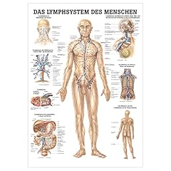 Rüdiger lymphsystem lehrtafel gebraucht kaufen  Wird an jeden Ort in Deutschland