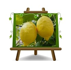 Agrumi limone lunario usato  Spedito ovunque in Italia 